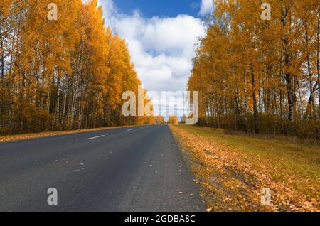 Beautiful landscape with a highway between birch trees in the Indian summer Stock Photo