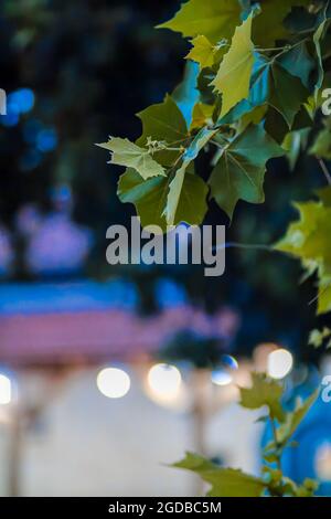 Background of multi-colored circles. Abstract background pattern. Stock Photo