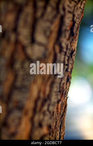 Bark texture background pattern crack old brown for design Stock Photo