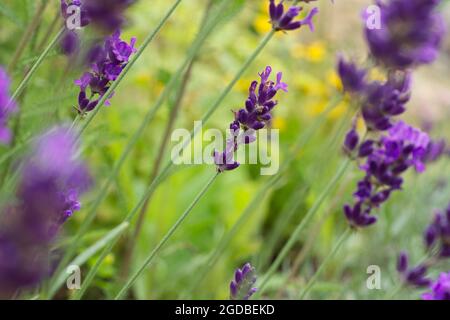 Lavandula augustifolia Hidcote, English lavender plants close up and with selective focus Stock Photo