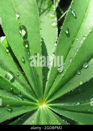 Studying nature: close-up of raindrops on the ridged palmate leaf of a lupin Stock Photo