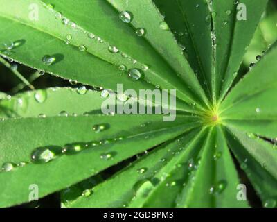 Sun & showers: close-up of raindrops on the ridged palmate leaf of a lupin Stock Photo