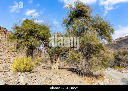 Paliurus spina-christi (Jerusalem thorn tree) broken in half in dry, rocky Wadi Ghargur riverbed, United Arab Emirates. Stock Photo