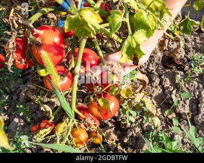 top view of hand taking ripe tomato from bush at home garden on sunny summer day Stock Photo