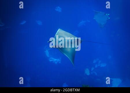 Devil fish (Mobula mobular), also known as the giant devil ray Stock ...