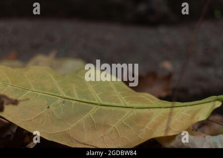 Tabebuia tree leaves that have fallen to the ground Stock Photo