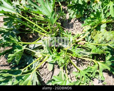 top view of ripe green vegetable marrows at home garden on sunny summer day Stock Photo