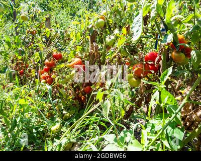 bushes with ripe tomato fruits in overgrown home garden in village on sunny summer day Stock Photo
