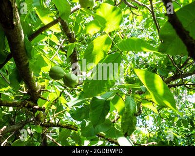 green walnut leaves and fruits on tree on summer day Stock Photo