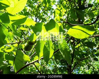 twig with green walnut leaves on sunny summer day Stock Photo