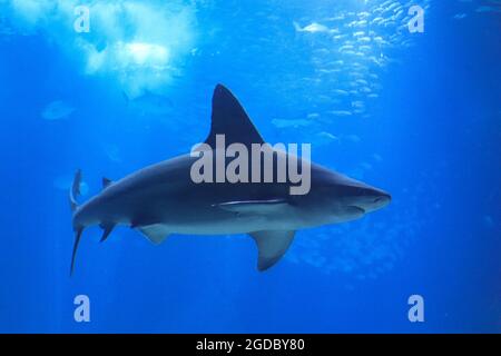 Shark posing in the deep blue water Stock Photo