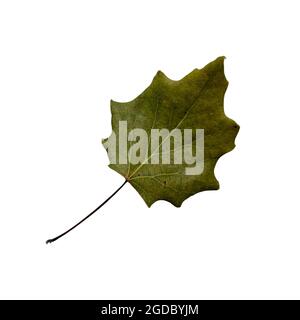 Ugly dry autumn dark green curved leaf close-up on the white background Stock Photo