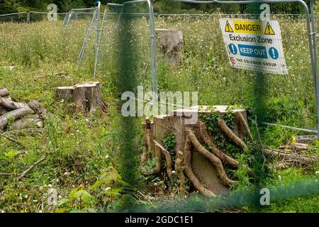 Wendover, Buckinghamshire, UK. 10th August, 2021. Tree stumps are all that remain after HS2 felled a vast area of trees at Road Barn Farm just outside Wendover. Credit: Maureen McLean/Alamy Stock Photo
