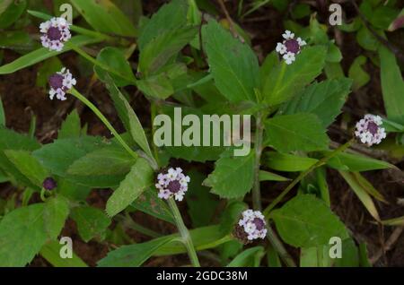 Lanceleaf Fogfruit, Phyla lanceolata Stock Photo