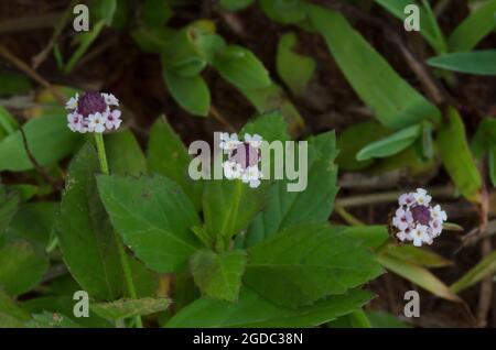 Lanceleaf Fogfruit, Phyla lanceolata Stock Photo