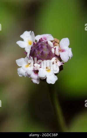 Lanceleaf Fogfruit, Phyla lanceolata Stock Photo