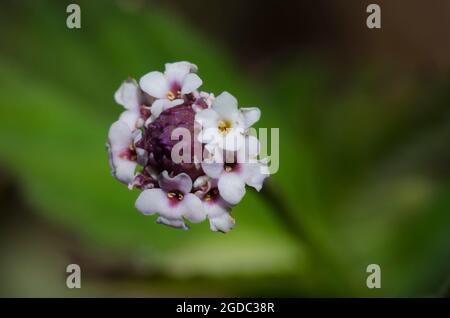 Lanceleaf Fogfruit, Phyla lanceolata Stock Photo