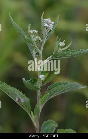 Lateflowering Thoroughwort, Eupatorium serotinum Stock Photo