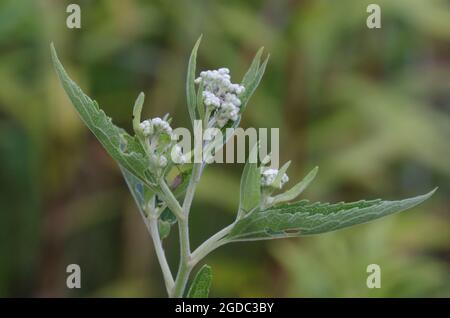 Lateflowering Thoroughwort, Eupatorium serotinum Stock Photo