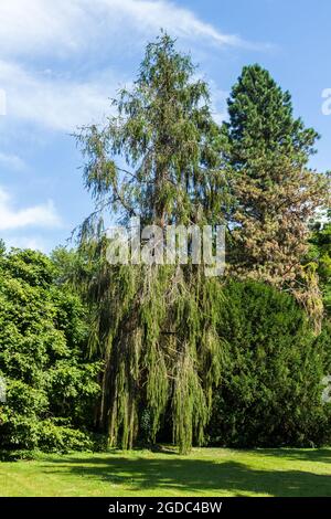 Coniferous tree in Sarvar arboretum, Sarvar, Hungary Stock Photo