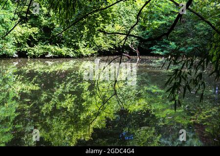 Artificial pond in Sarvar arboretum, Sarvar, Hungary Stock Photo