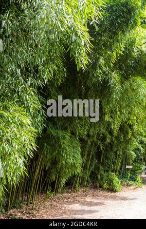 Bamboos in Sarvar arboretum, Sarvar, Hungary Stock Photo