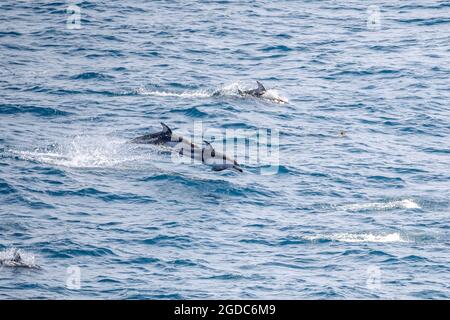 Pacific White-Sided Dolphins surfing in the Pacific Stock Photo