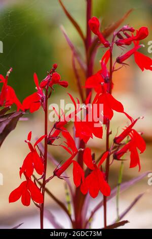 close up of beautiful vibrant bright red flowering Lobelia Cardinalis plant, a perennial herbaceous pond plant Stock Photo