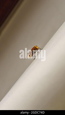 closeup of a Volucella Zonaria, aka Hornet mimic hoverfly, a 1 inch long specimen Stock Photo