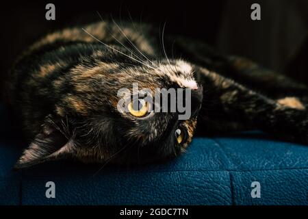 A black cat with red spots lies on a blue sofa Stock Photo