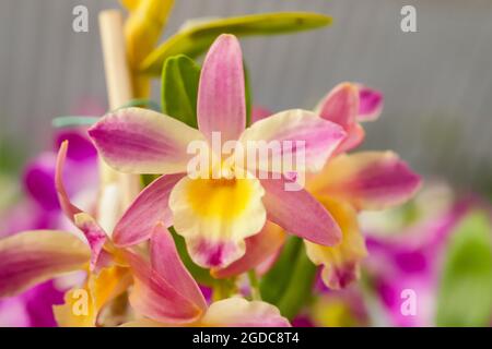 Dendrobium Nobile orchid flower with center focus and rest of image blurred Stock Photo