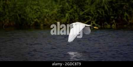Egretta garzetta flies over the water and looking for food, the best photo.