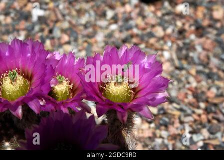 A hedgehog cactus blooms in a backyard garden in Santa Fe, New Mexico. Stock Photo