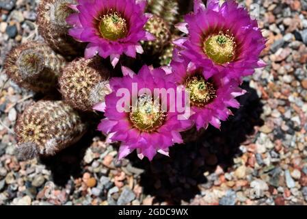 A hedgehog cactus blooms in a backyard garden in Santa Fe, New Mexico. Stock Photo