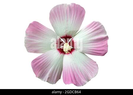 Hibiscus moscheutos white-pink rose mallow flower isolated on white. Stock Photo
