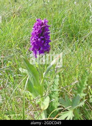 BROAD LEAVED MARSH ORCHID Dactylorhiza majalis  Photo: Tony Gale Stock Photo