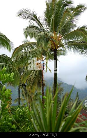 Worker climbs coconut tree to trim palm fronds and remove dangerous coconuts that could fall.  He has on a safety belt. Stock Photo