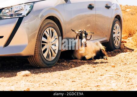 A goat lying in the shade of a car on a rocky road Stock Photo