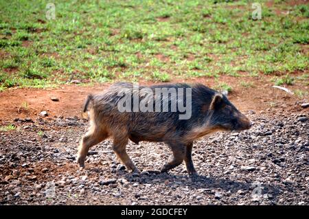 Wild hog traverses trail on the Island of Kauai, Hawaii. Stock Photo