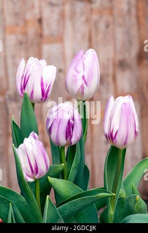 Group of tulipa Flaming Flag. A single mid spring flowering bi coloured purple and white tulip belonging to the triumph group of Division 3 tulips Stock Photo