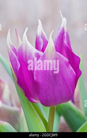 Close up of tulipa Purple Dream. A mid spring flowering bi coloured purple and white tulip belonging to the Lily flowered group of tulips Division 6 Stock Photo