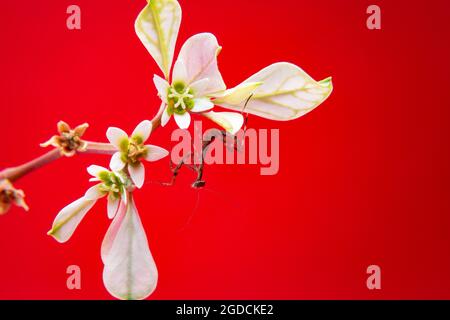 A small praying mantis on a branch with a red background. Stock Photo