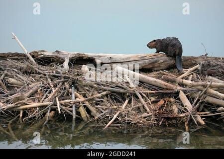 Beaver on dam across stream in Fish Creek Provincial Park, Calgary, Canada. Castor canadensis Stock Photo