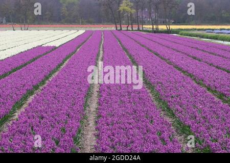 Field of purple and white hyacinths growing on a Dutch flower farm in spring, South Holland province, The Netherlands Stock Photo