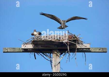 Young osprey learning to fly, wings outstretched landing on its manmade nest platform in the city after a short practice flight. Pandion haliaetus Stock Photo