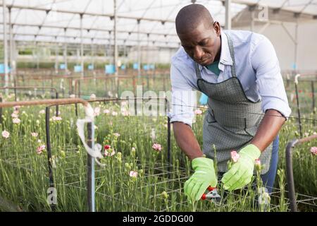 Positive male florist in apron working with carnations plants in hothouse Stock Photo