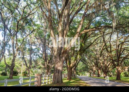 Florida Tallahassee Canopy Road live oak trees Spanish moss, Stock Photo
