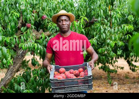 Man holding crate of peaches in hands Stock Photo