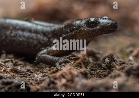 Santa Cruz Long-toed Salamander (Ambystoma macrodactylum croceum) an endangered subspecies only found in a small area of coastal California. Stock Photo