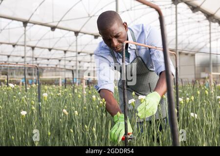 Positive male florist in apron working with carnations plants in hothouse Stock Photo